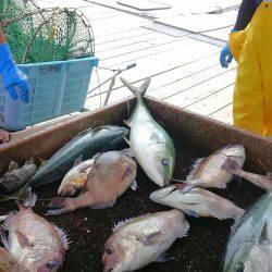 海の釣堀 海恵 釣果