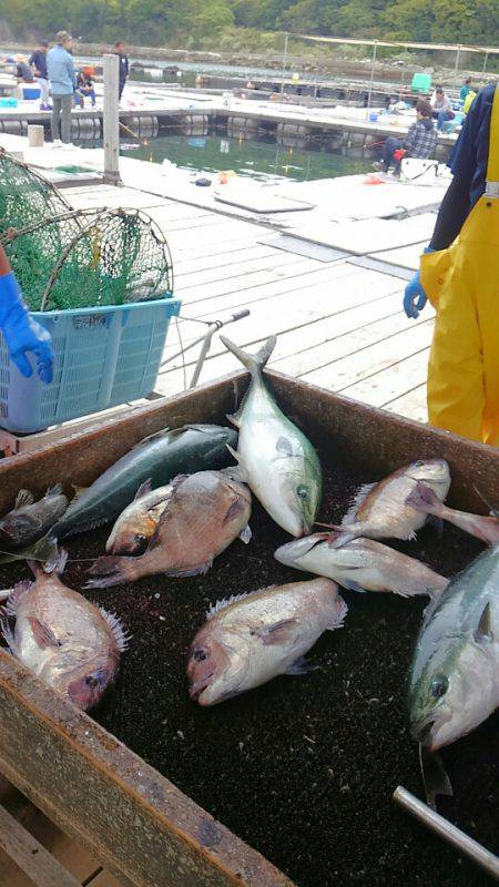 海の釣堀 海恵 釣果