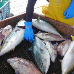 海の釣堀 海恵 釣果