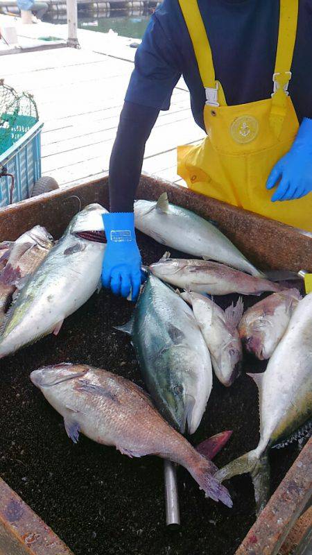 海の釣堀 海恵 釣果