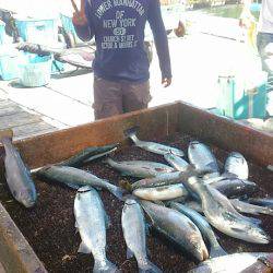 海の釣堀 海恵 釣果