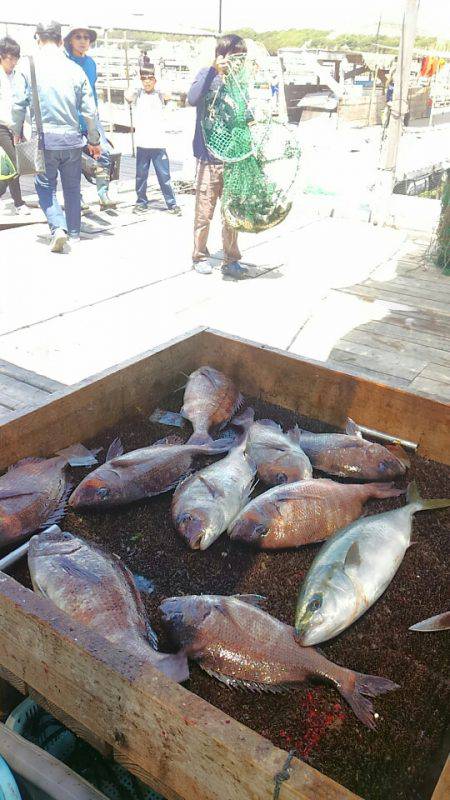 海の釣堀 海恵 釣果