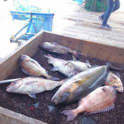 海の釣堀 海恵 釣果