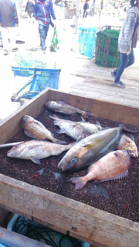 海の釣堀 海恵 釣果