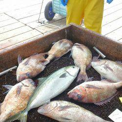 海の釣堀 海恵 釣果