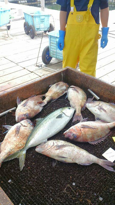 海の釣堀 海恵 釣果