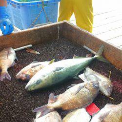 海の釣堀 海恵 釣果