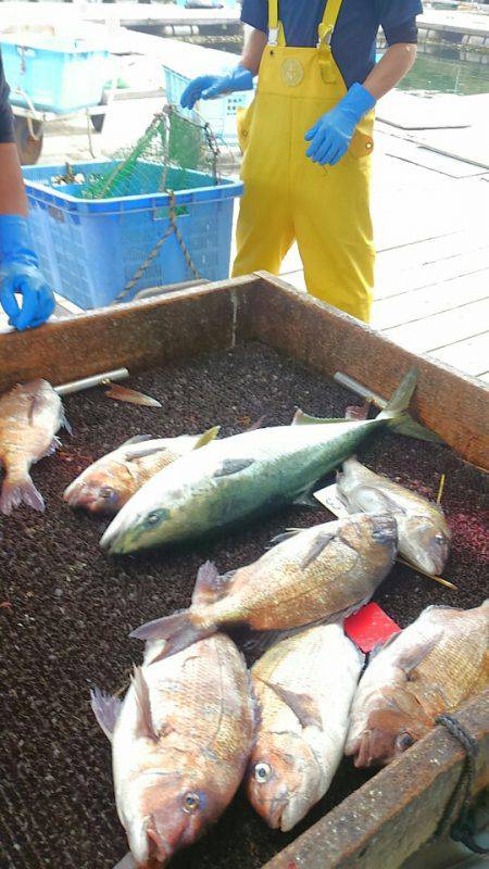 海の釣堀 海恵 釣果