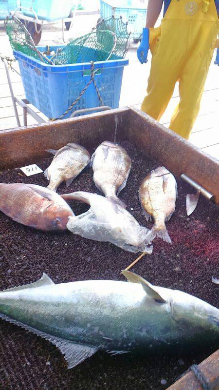 海の釣堀 海恵 釣果