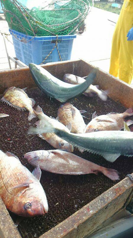 海の釣堀 海恵 釣果