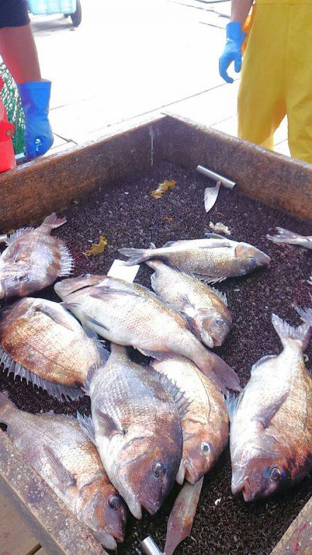 海の釣堀 海恵 釣果