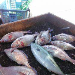 海の釣堀 海恵 釣果