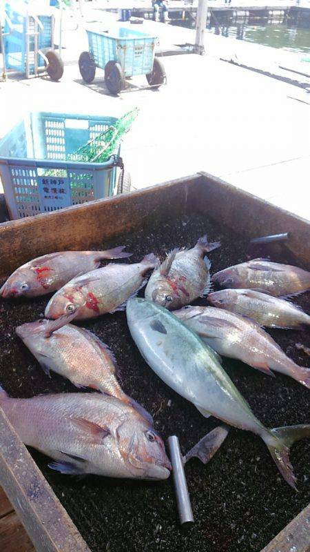 海の釣堀 海恵 釣果