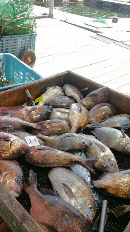 海の釣堀 海恵 釣果