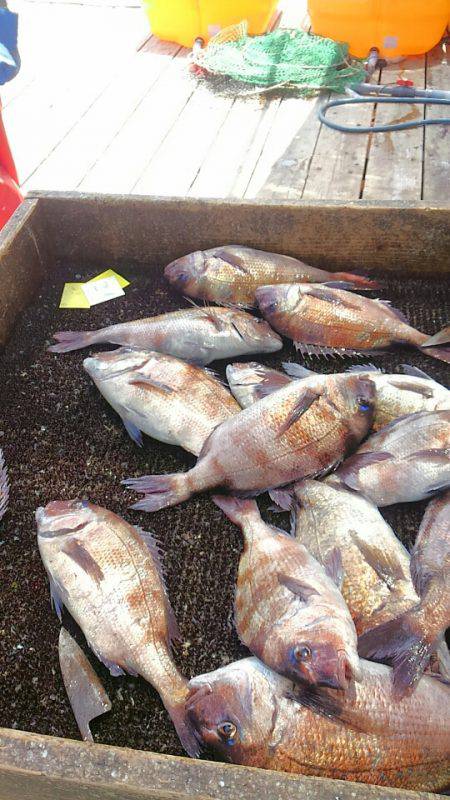 海の釣堀 海恵 釣果