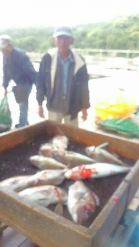 海の釣堀 海恵 釣果