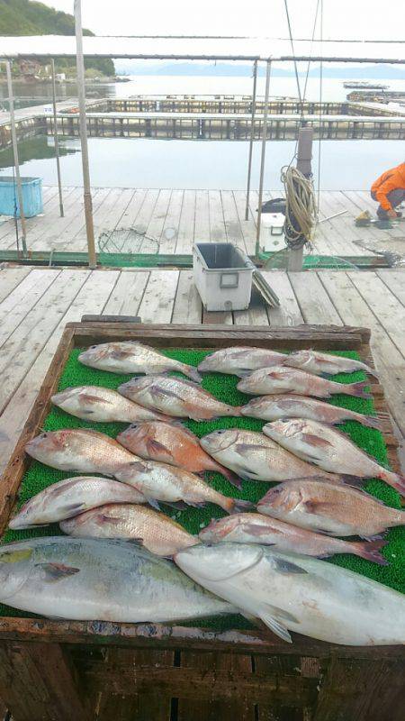 海の釣堀 海恵 釣果