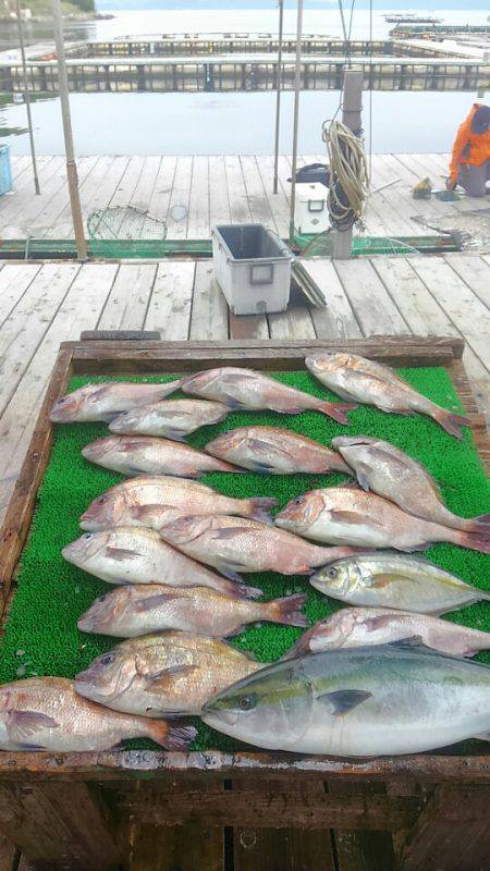 海の釣堀 海恵 釣果