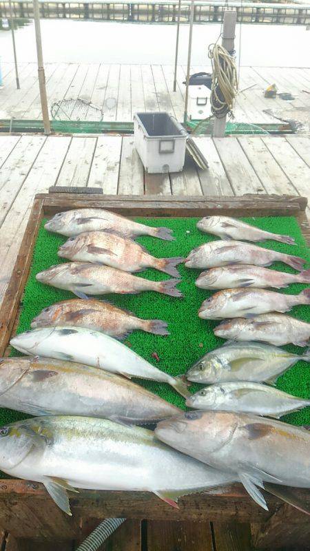 海の釣堀 海恵 釣果