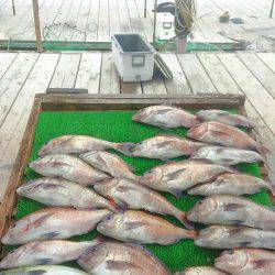 海の釣堀 海恵 釣果