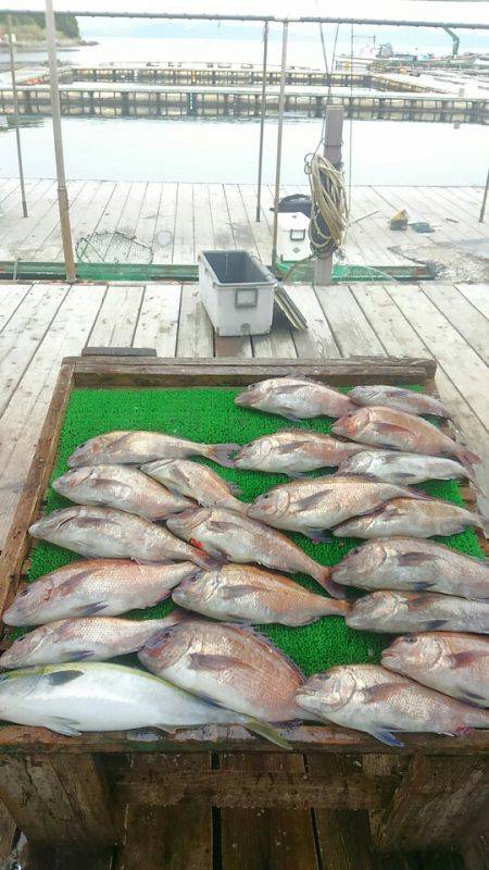 海の釣堀 海恵 釣果