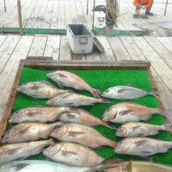 海の釣堀 海恵 釣果