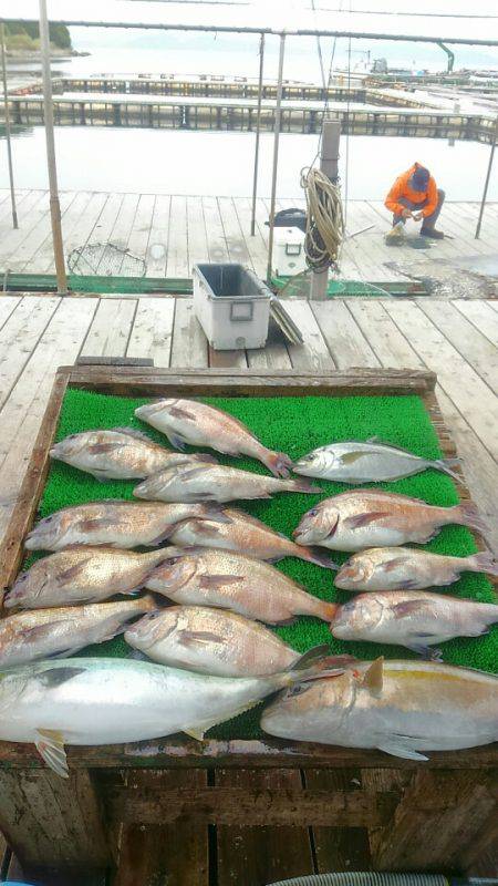 海の釣堀 海恵 釣果