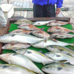 海の釣堀 海恵 釣果