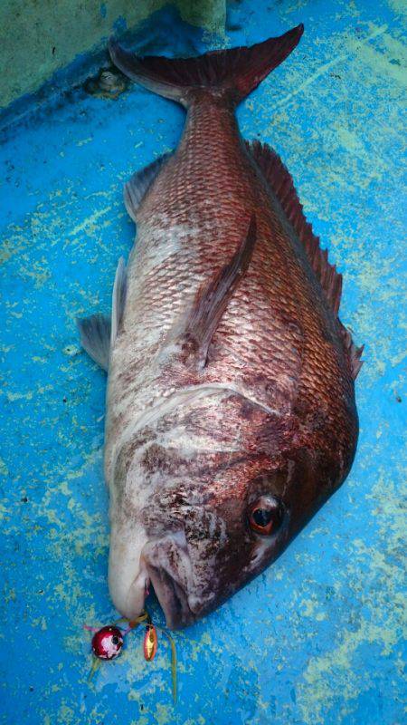 だて丸 釣果