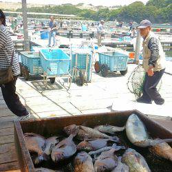 海の釣堀 海恵 釣果