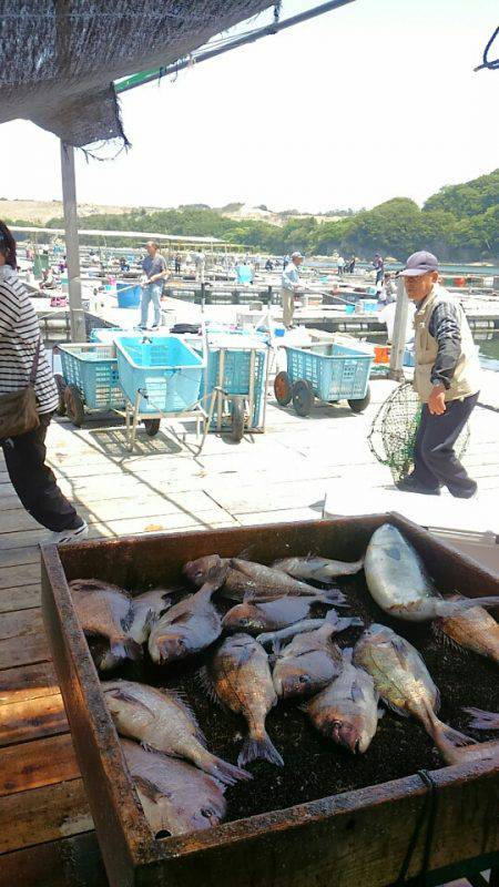 海の釣堀 海恵 釣果