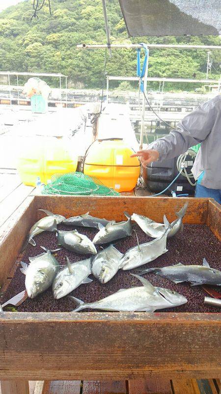 海の釣堀 海恵 釣果