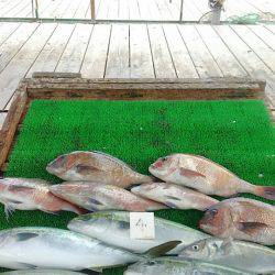 海の釣堀 海恵 釣果