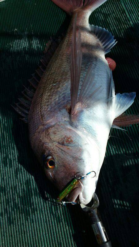 鷹王丸 釣果