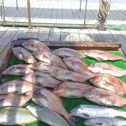 海の釣堀 海恵 釣果