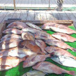 海の釣堀 海恵 釣果