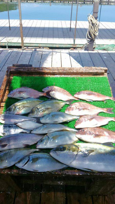 海の釣堀 海恵 釣果