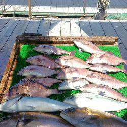 海の釣堀 海恵 釣果