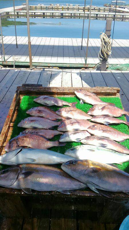 海の釣堀 海恵 釣果