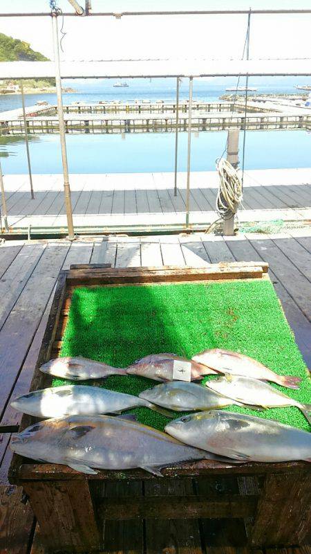 海の釣堀 海恵 釣果