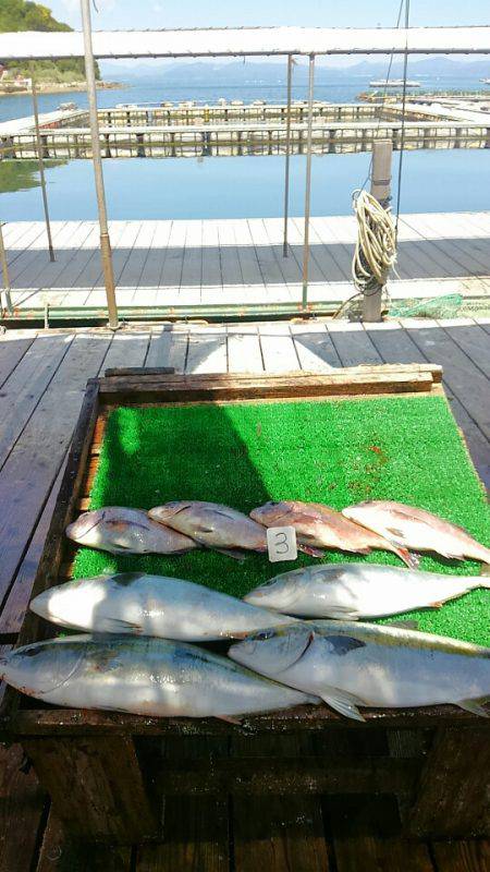 海の釣堀 海恵 釣果