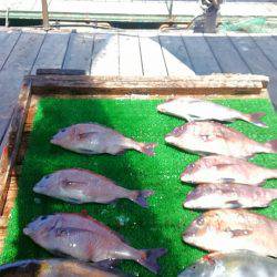 海の釣堀 海恵 釣果