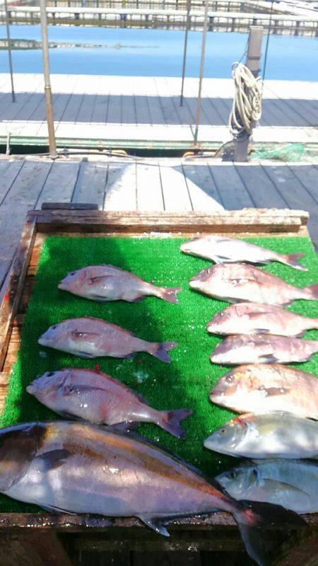 海の釣堀 海恵 釣果