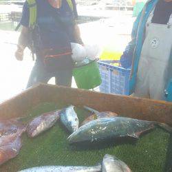 海の釣堀 海恵 釣果