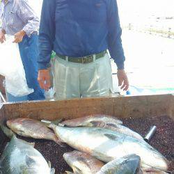 海の釣堀 海恵 釣果