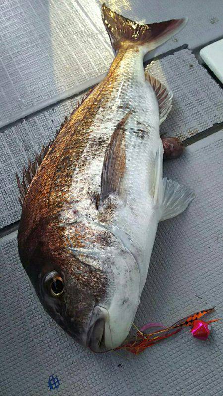 タイラバ遊漁船 ワンピース 釣果