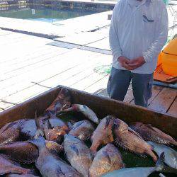 海の釣堀 海恵 釣果