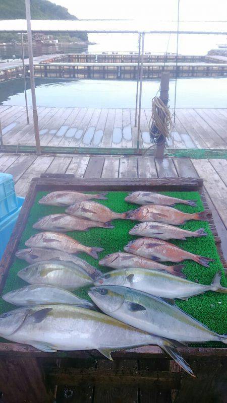 海の釣堀 海恵 釣果