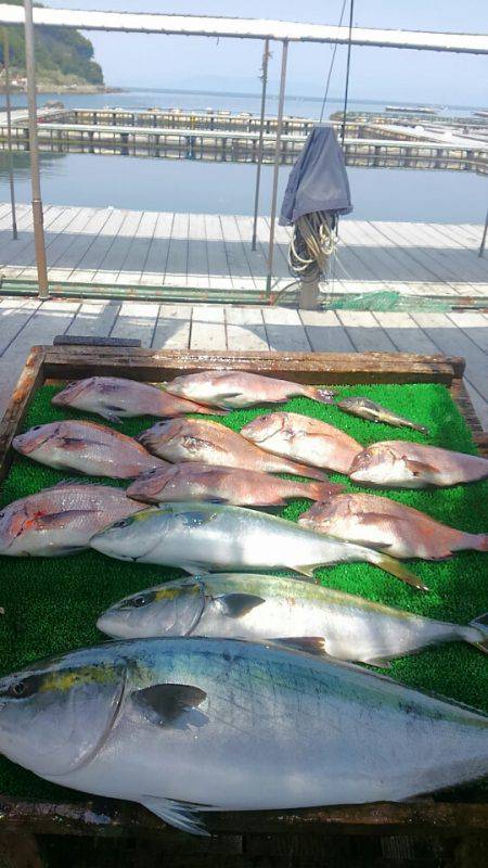 海の釣堀 海恵 釣果