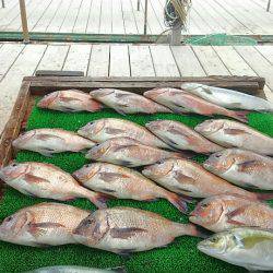 海の釣堀 海恵 釣果